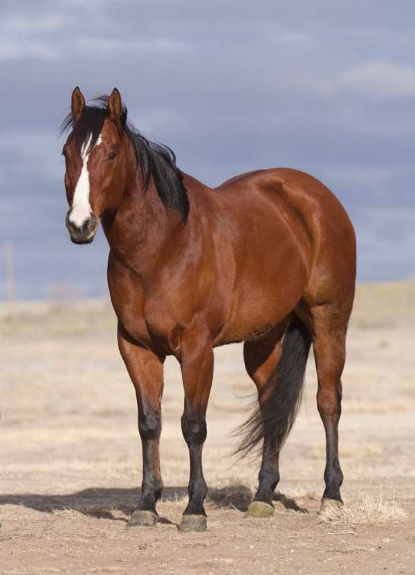 beginner-safe-quarter-horse