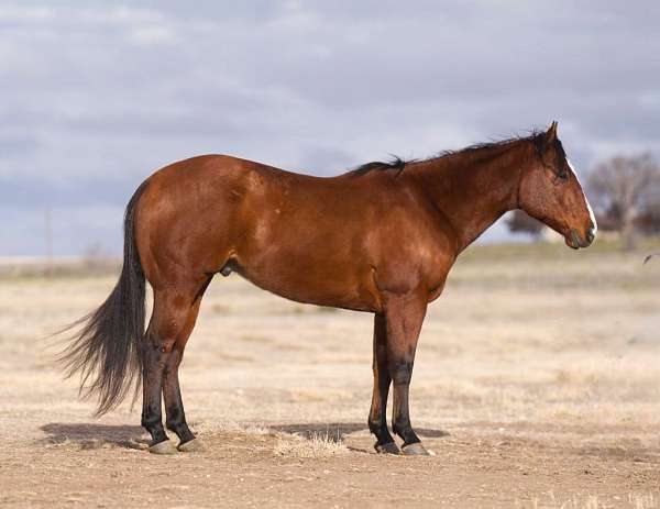 family-horse-quarter