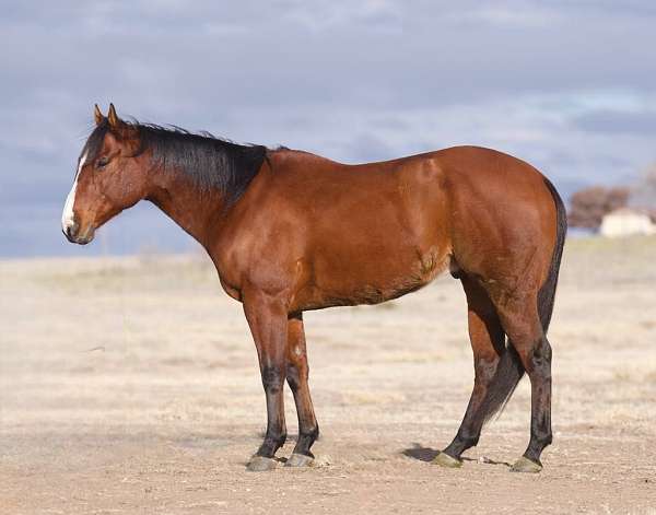 ranch-work-quarter-horse