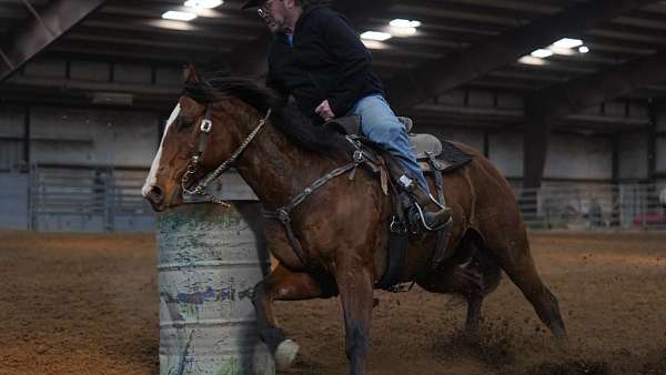 athletic-quarter-horse