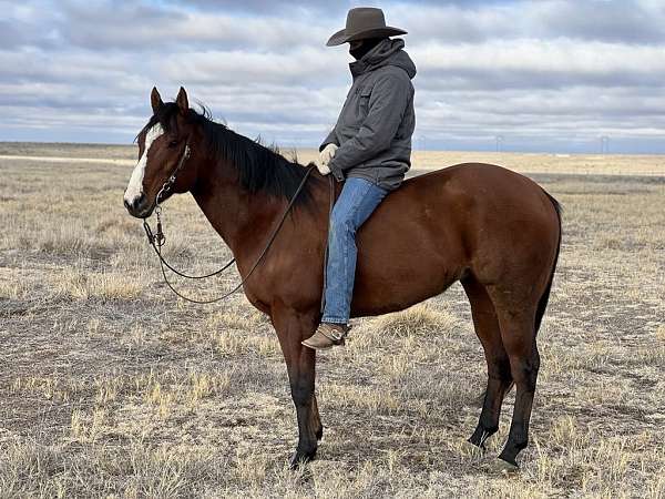 beginner-quarter-horse