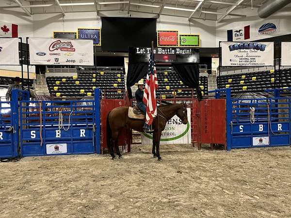 trail-quarter-horse