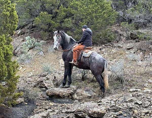 trail-quarter-horse