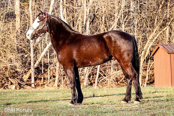 tobiano-4-stockings-horse