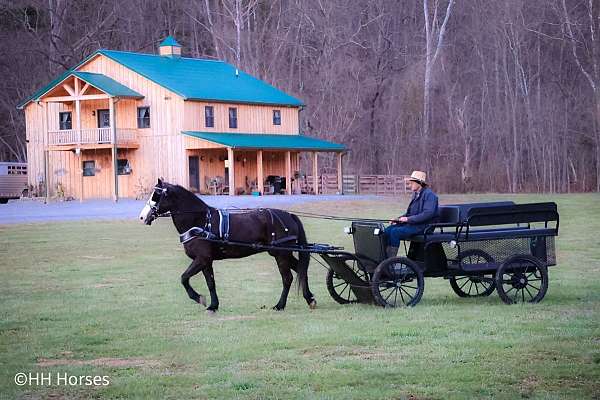 athletic-quarter-horse