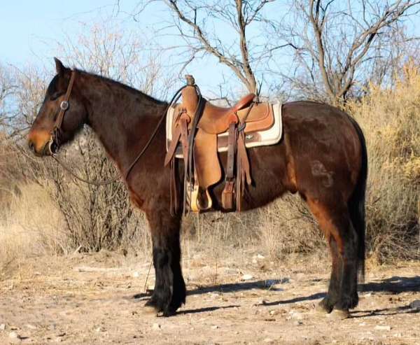 quarter-horse