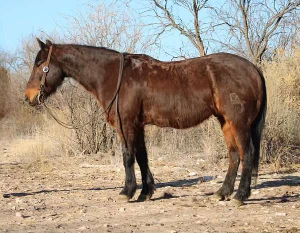 ranch-work-quarter-horse