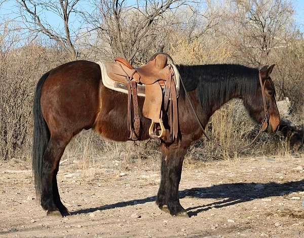 red-roan-blaze-horse