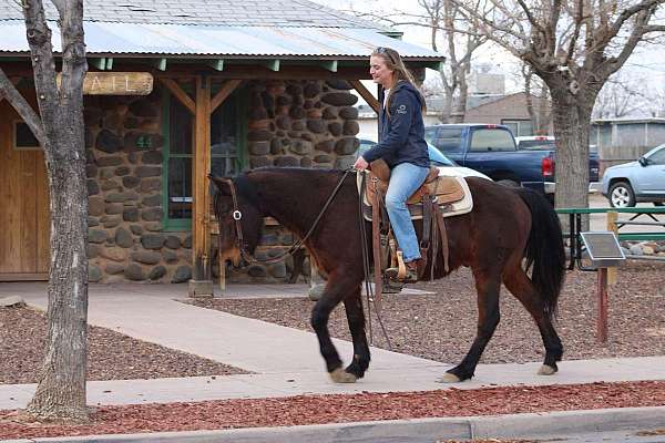 beginner-quarter-horse