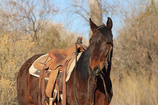 kid-safe-quarter-horse