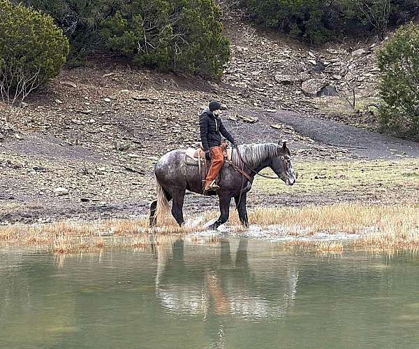 beginner-quarter-horse