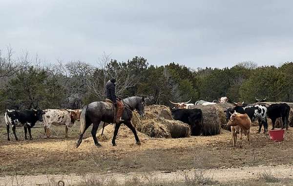 experienced-quarter-horse