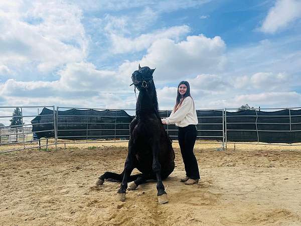 andalusian-horse-for-sale