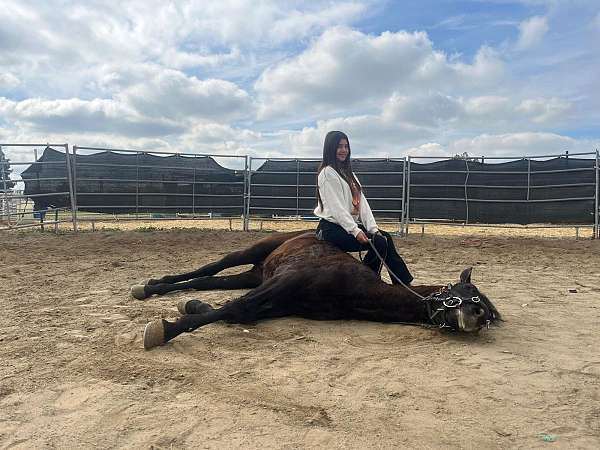 andalusian-horse