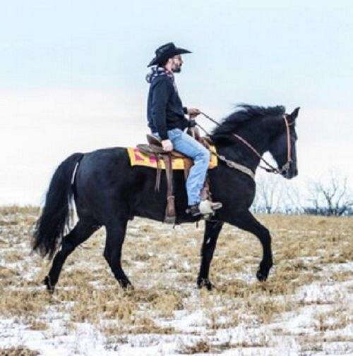 all-around-tennessee-walking-horse