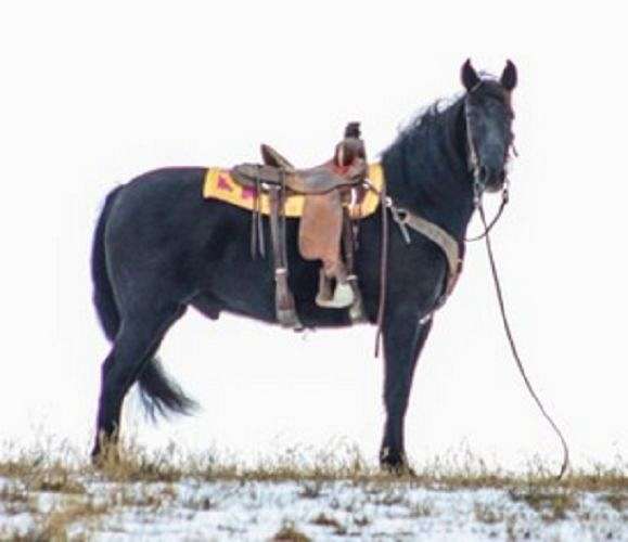 barrel-tennessee-walking-horse