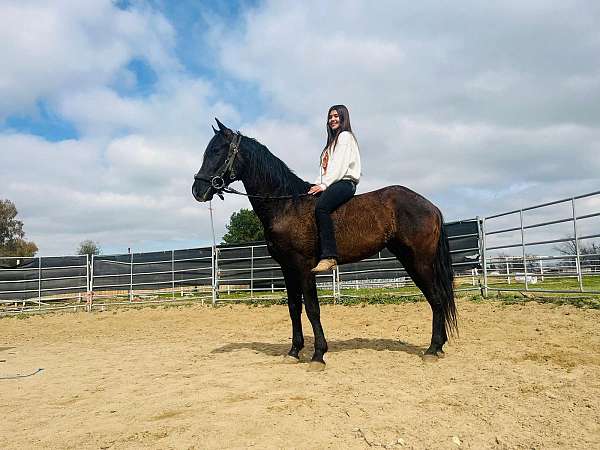 andalusian-horse-for-sale