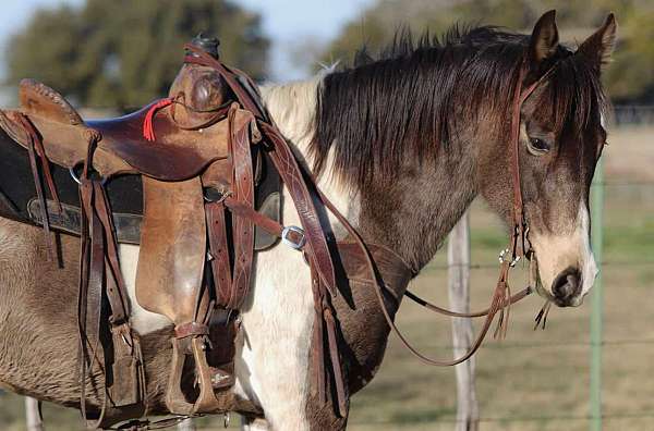 quarter-horse-paint