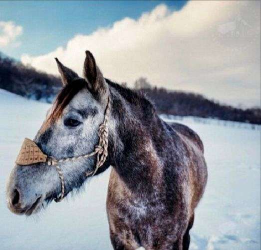 grey-percheron-quarter-horse-mare