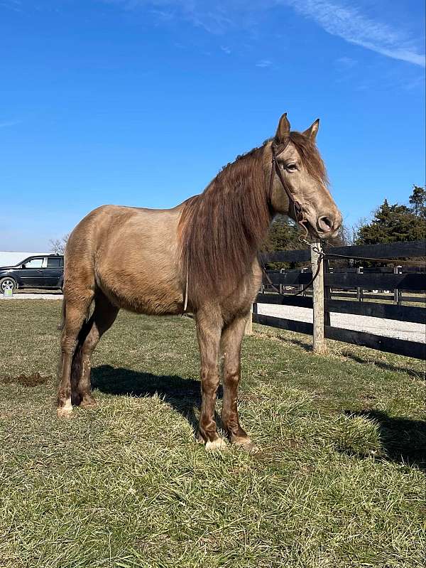 ranch-work-quarter-horse