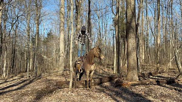 trail-quarter-horse