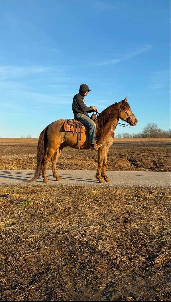 beginner-quarter-horse