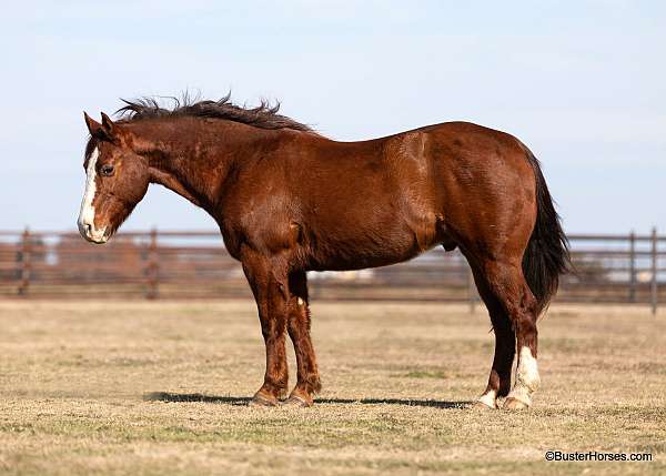 chestnut-blaze-horse