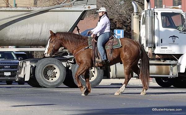 ranch-work-quarter-horse