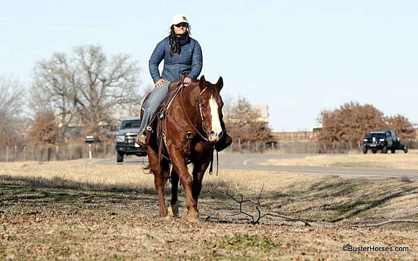 beginner-safe-quarter-horse