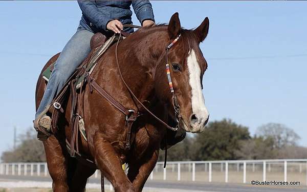 family-horse-quarter