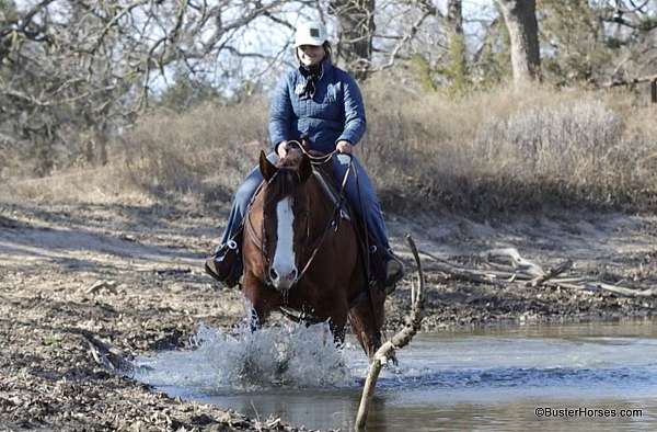 trail-quarter-horse