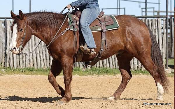 all-around-quarter-horse