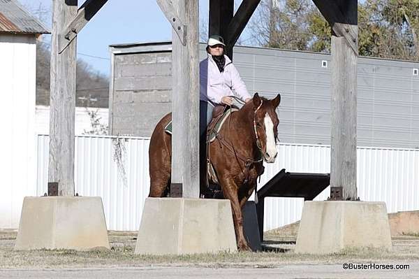 athletic-quarter-horse