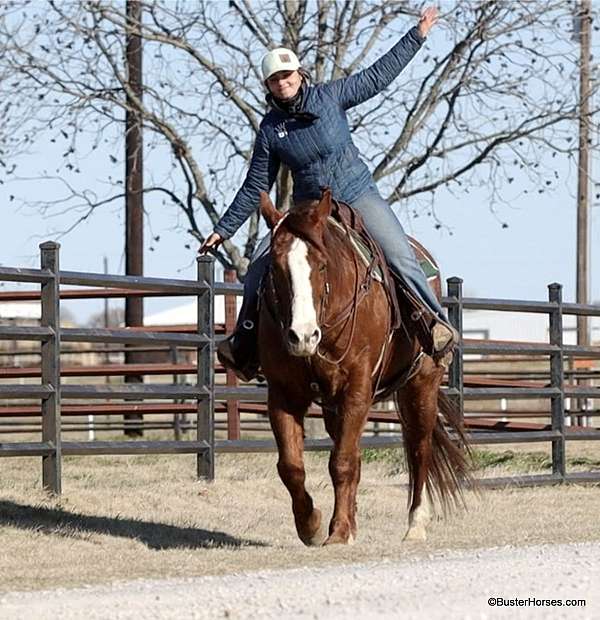 beginner-quarter-horse