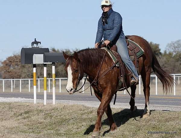 experienced-quarter-horse