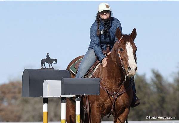 flashy-quarter-horse