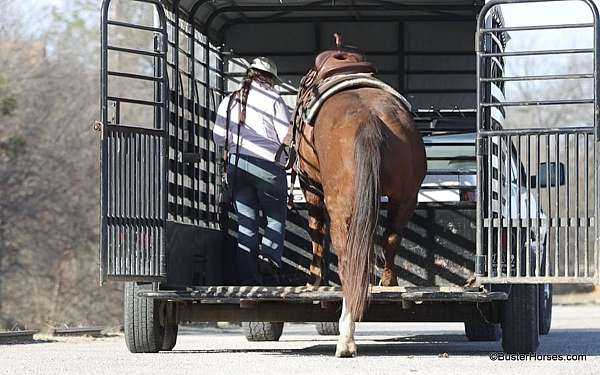 husband-safe-quarter-horse