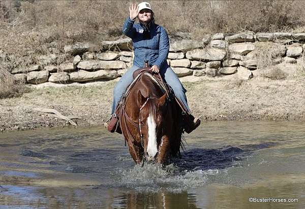 kid-safe-quarter-horse