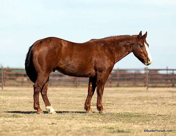 ranch-quarter-horse