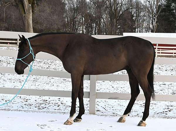 ranch-work-quarter-horse