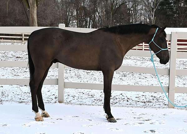 beginner-safe-quarter-horse