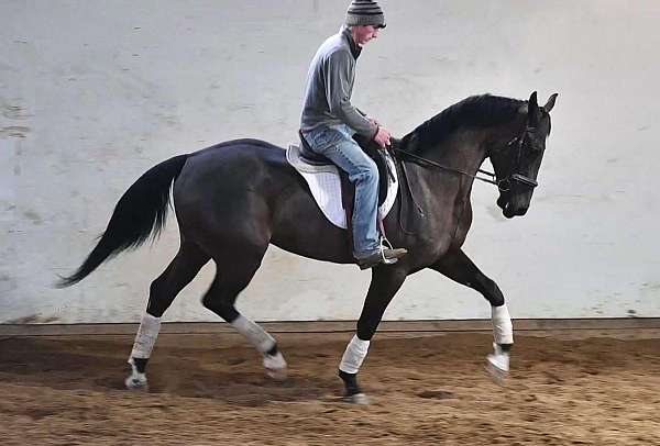 beginner-quarter-horse