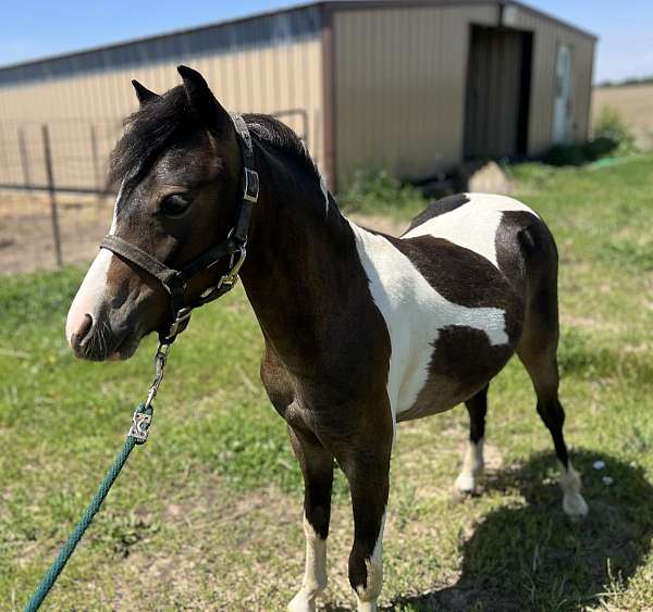 bay-tobiano-miniature-horse