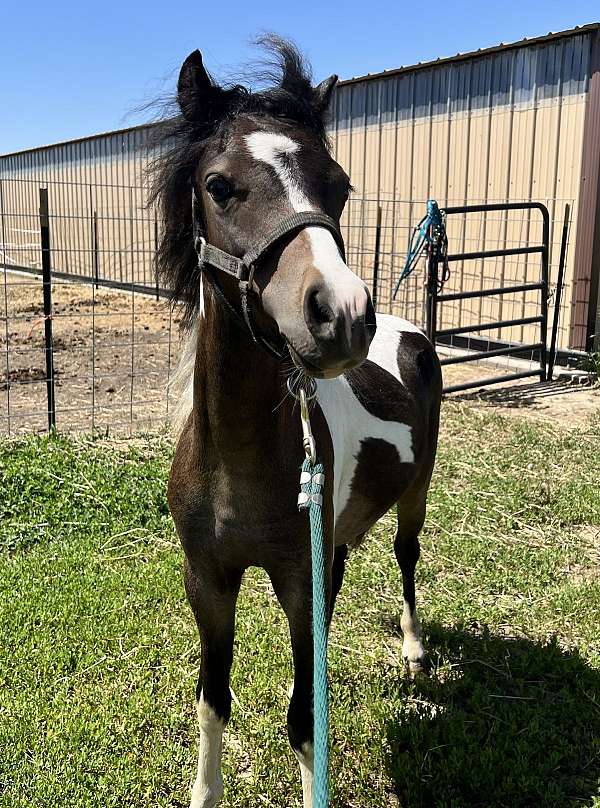 american-shetland-pony-stallion