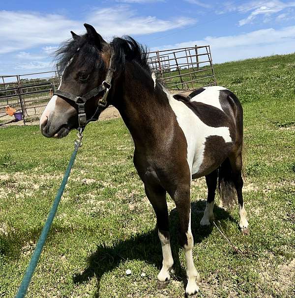 sustained-miniature-horse