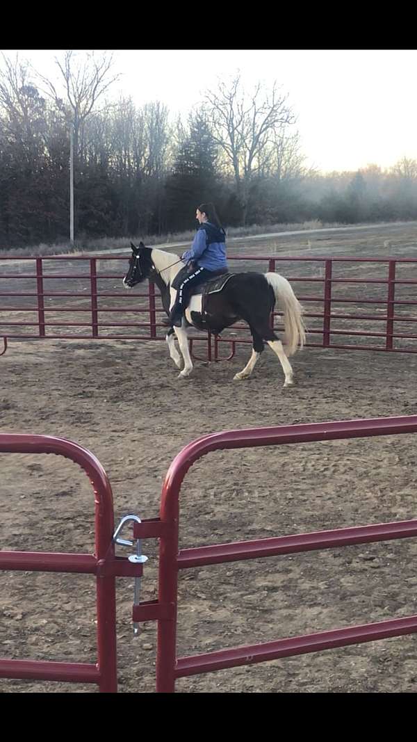 youth-pinto-horse