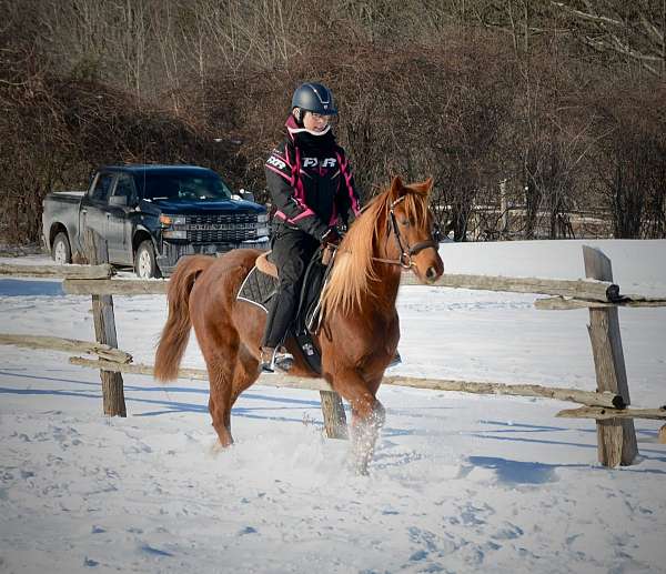 morgan-horse