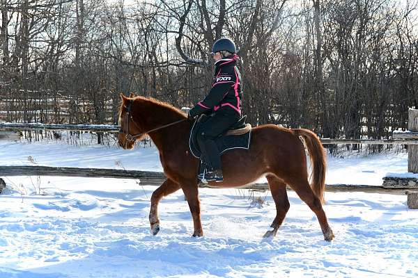 morgan-horse-for-sale