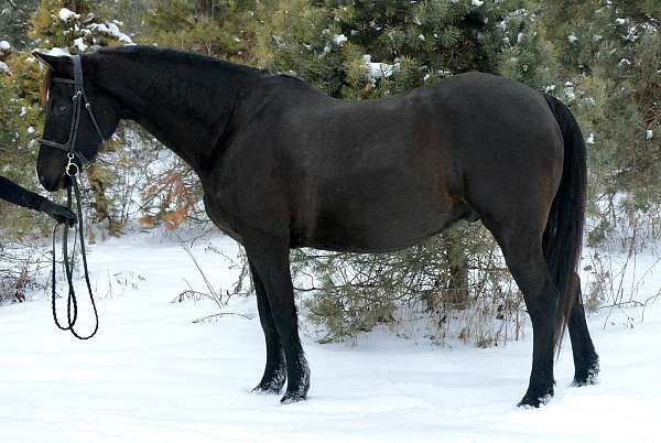 morgan-horse-for-sale