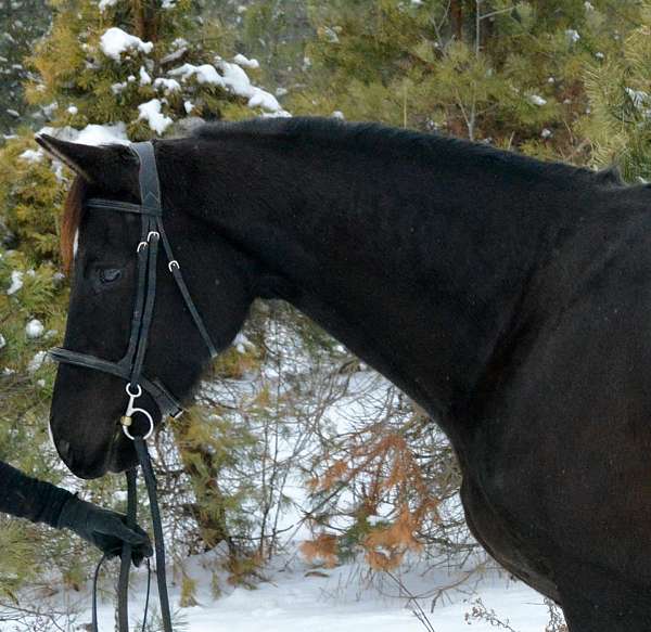 morgan-horse